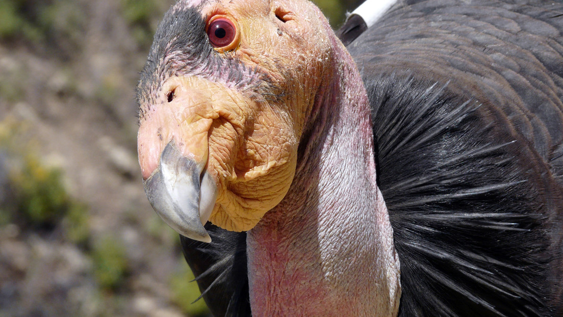 Riproduzione asessuata per due condor della California. Pulcini nati senza fecondazione maschile