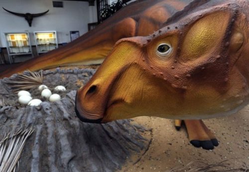 Un dinosauro con una bocca simile ad un’anatra scoperta nel Missouri