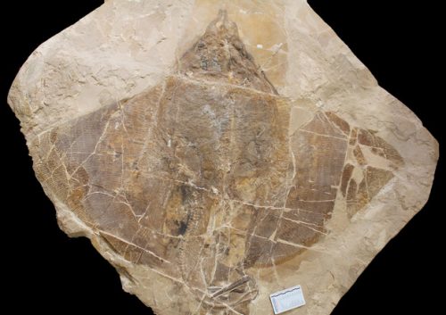 Scoperto in Veneto il fossile di un pesce risalente a 48 milioni di anni fa. È una nuova specie