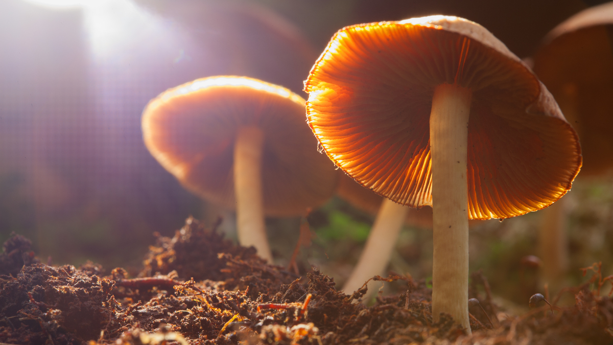 funghi-1.jpg