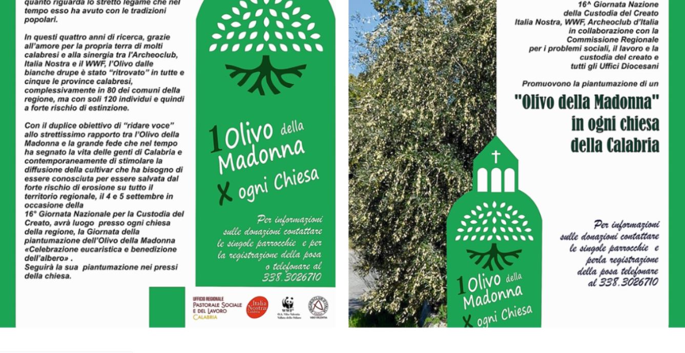 Il secolare e in via di estinzione Olivo della Madonna è stato ritrovato in Calabria: l’annuncio storico