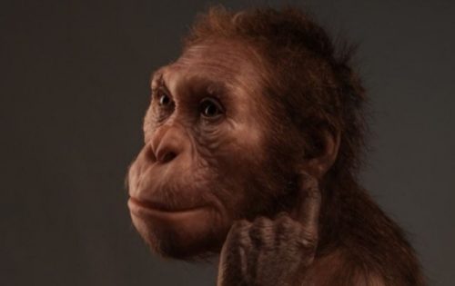 Scoperta da fossili di vertebre di 2 milioni di anni fa: i primi ominidi erano in grado di camminare eretti