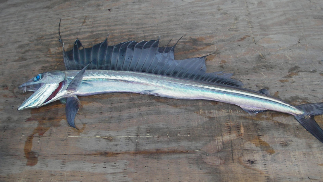 pesce-1.jpeg