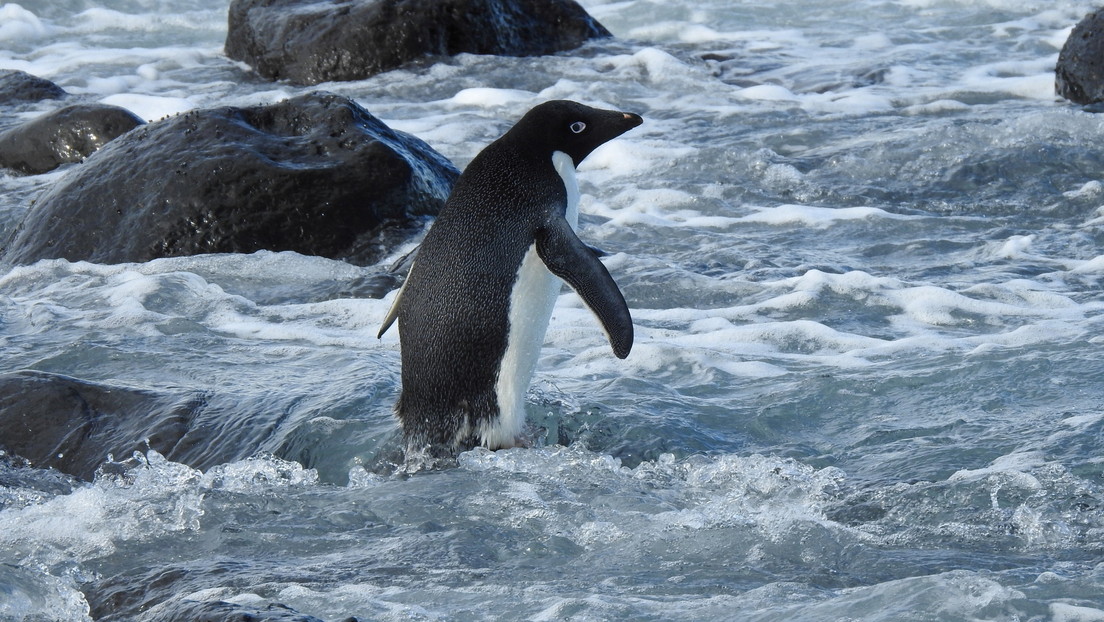pinguino-1.jpg