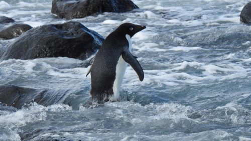 Pinguino antartico percorre 3mila chilometri raggiungendo la Nuova Zelanda