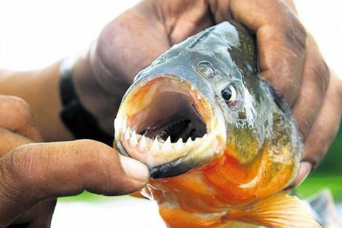 Attacco di pesci carnivori provoca oltre 30 feriti in Argentina