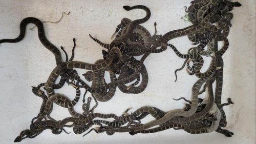 California: donna scopre centinaia di serpenti nel seminterrato. VIDEO