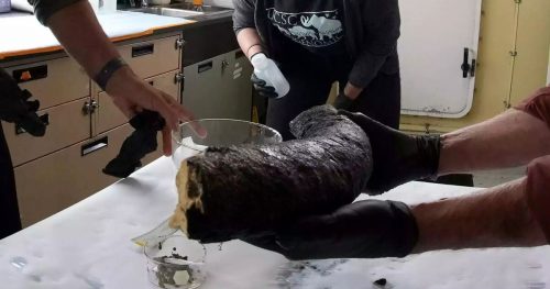 Recuperata zanna di mammut a 3mila metri di profondità nell’Oceano Pacifico