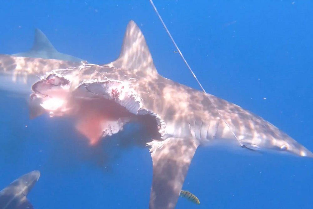 Avvistato squalo “zombie” che continua la caccia dopo essere stato attaccato. VIDEO