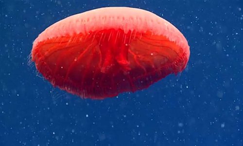 Ecco alcune bizzarre creature avvistate nelle profondità marine nel 2021