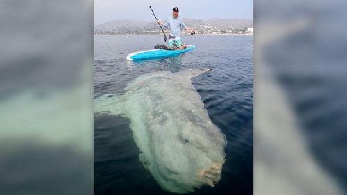 La foto di gigantesco animale marino sta facendo il giro del web. Di cosa si tratta?