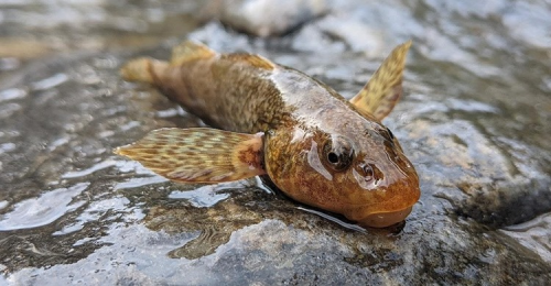 Romania: scoperti 12 esemplari di asprete, il pesce più antico al mondo