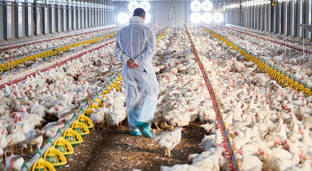 Il Giappone ucciderà circa 130.000 polli a causa dell’epidemia di influenza aviaria