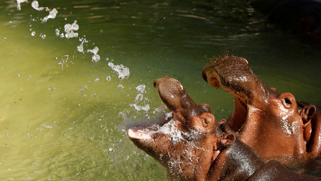 Due ippopotami positivi al COVID in Belgio. È  il primo caso al mondo