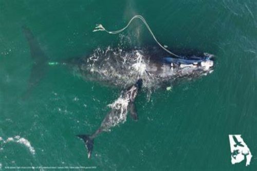 Balena in via d’estinzione riesce a partorire impigliata in una rete da pesca