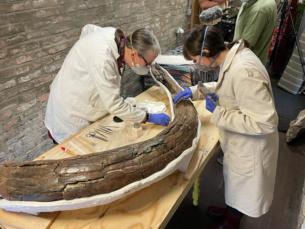 Regno Unito: scoperti i resti di ben 5 mammut dell’era glaciale