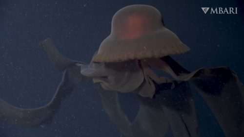 Gigantesca medusa ‘fantasma’ cattura la sua preda al largo della California. Il video