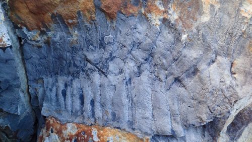 Il fossile di un gigantesco millepiedi di oltre 2,5 metri scoperto in Inghilterra