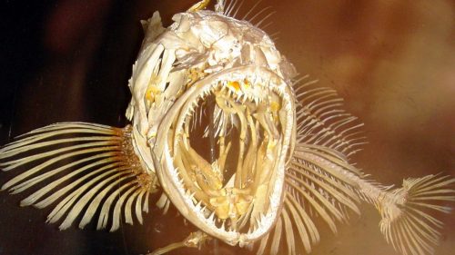 Natura: scoperto un pesce che perde 20 denti al giorno, ma ne ha oltre cinquecento