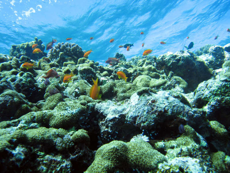 scogliera-corallina-1.jpg