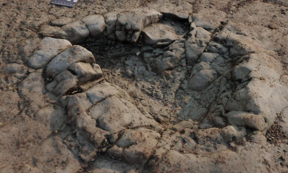 Galles: scoperte impronte di dinosauro di 200milioni di anni fa