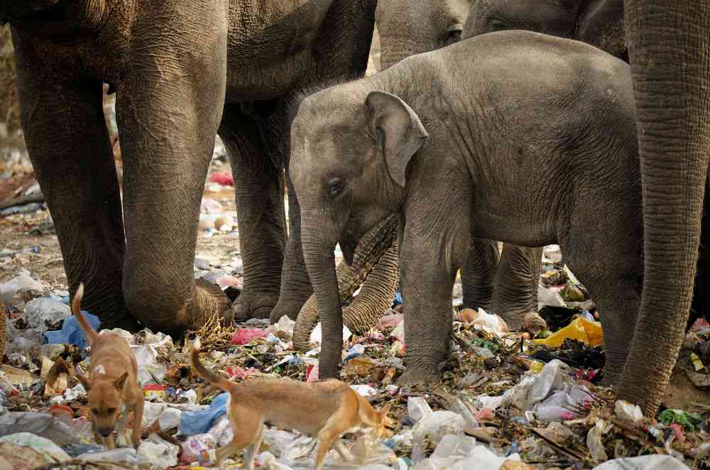 Sri Lanka: elefanti affamati si nutrono in discarica