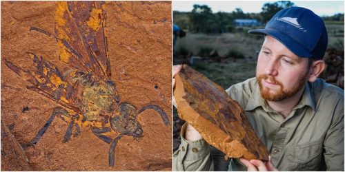 Australia: scoperti rari fossili risalenti al Miocene