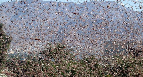 Sudafrica colpito da invasione di locuste. VIDEO