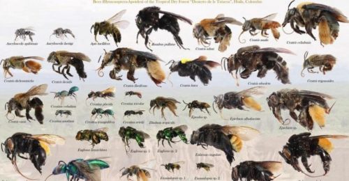 Trovate 110 diverse specie di api nel deserto di Tatacoa: una scoperta incredibile