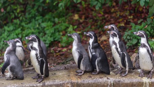 L’aviaria fa strage di pinguini in Gran Bretagna. Si moltiplicano i focolai in Veneto