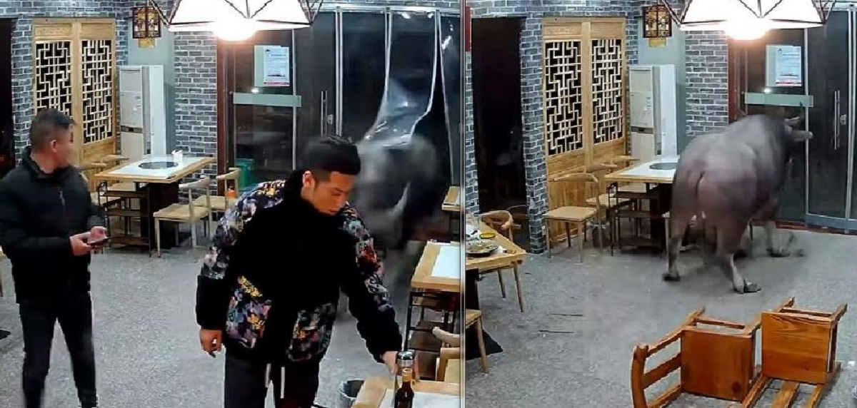 Bufalo in fuga entra in un ristorante e carica un uomo lanciandolo in aria: il video