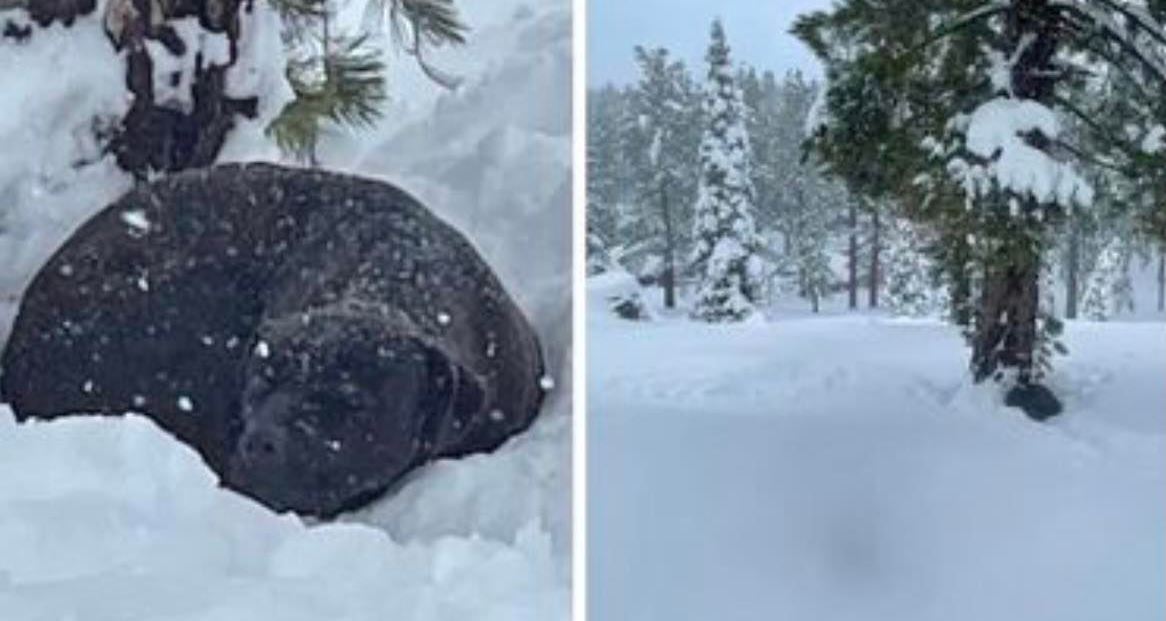 Cane scomparso da 4 mesi trovato ancora vivo sotto 1,5 metri di neve