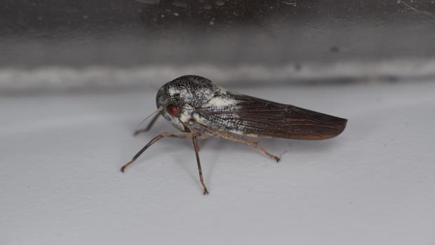 cavalletta-1.jpg