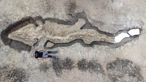 Il più grande ‘drago marino’ della Gran Bretagna scoperto nella Riserva di Rutland