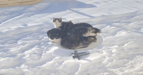 Le parabole di Starlink attirano i gatti. Un nuovo problema per l’internet satellitare