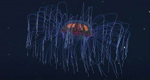 Osservata una rara medusa nell’Oceano Pacifico. VIDEO