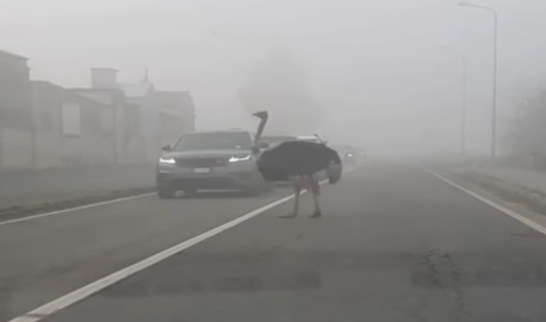 Piemonte: uno struzzo sbuca dalla nebbia e blocca il traffico sulla provinciale. VIDEO