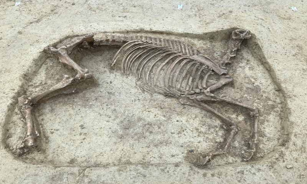 m_horse-burial-medieval-1.jpg