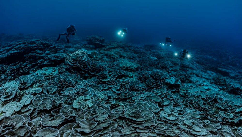 Polinesia: scoperta una grande barriera corallina incontaminata