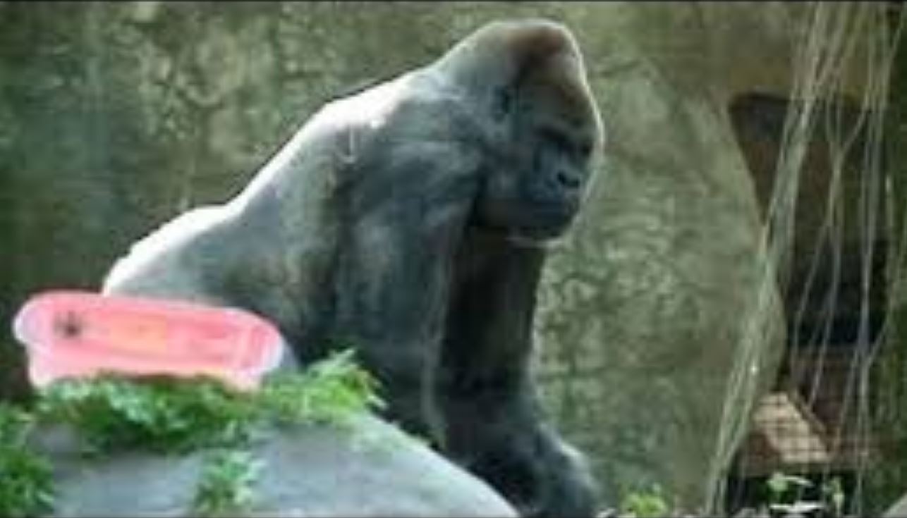 morto-gorilla-ozzie-1.jpg