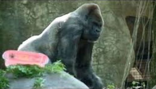 Addio a Ozzie, è morto il gorilla maschio più anziano del mondo: “Perdiamo una leggenda”