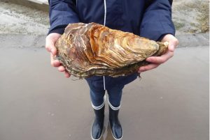 Scoperta l’ostrica più grande al mondo: ha 15 anni e pesa oltre 2 chili
