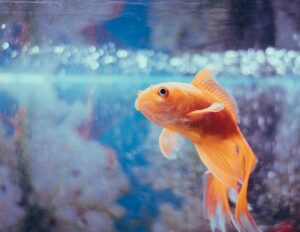pesce rosso
