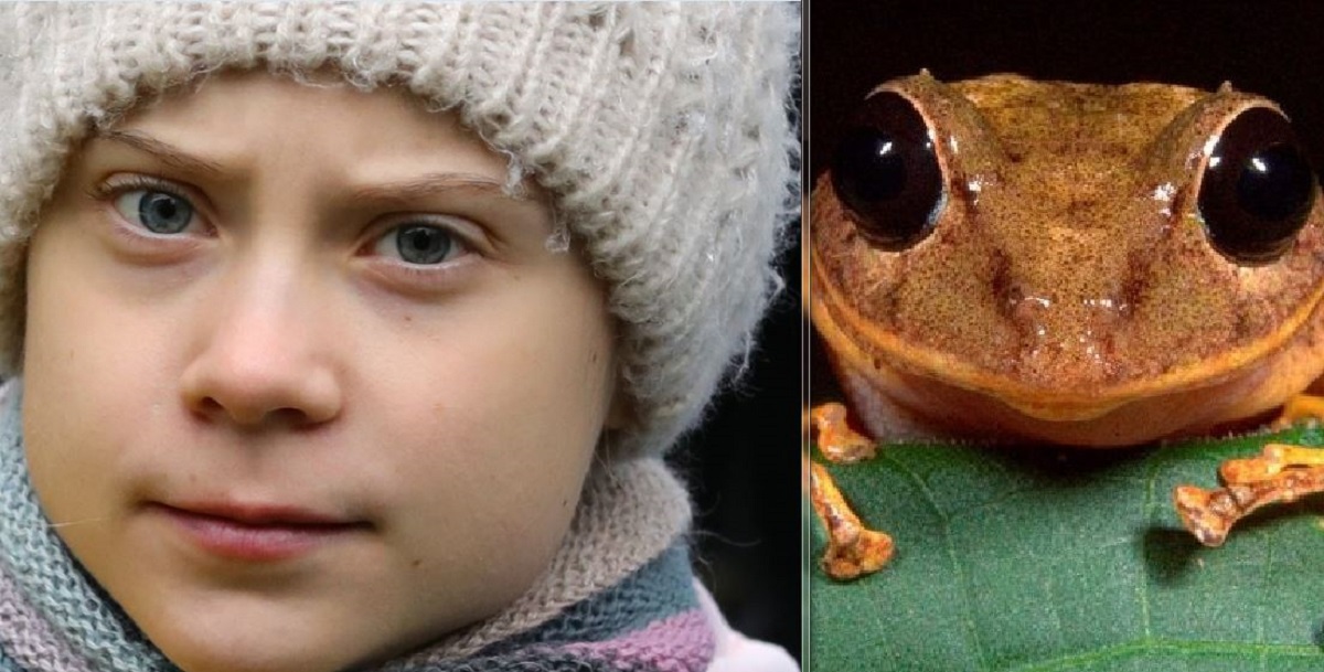 Scoperta nuova specie di rana della pioggia: il curioso nome in onore dell’attivista Greta Thunberg