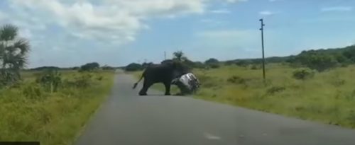 Elefante infuriato ribalta un’auto con una coppia e due bambini: il video