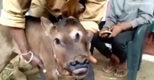 India: vitello nasce con tre occhi e quattro narici. Centinaia di persone accorrono a venerarlo