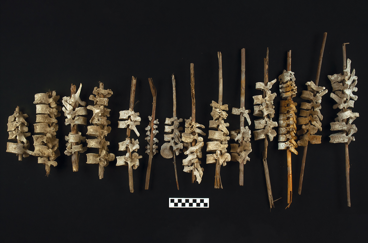 Perù: scoperte centinaia di vertebre umane risalenti a 500 anni fa infilate su pali