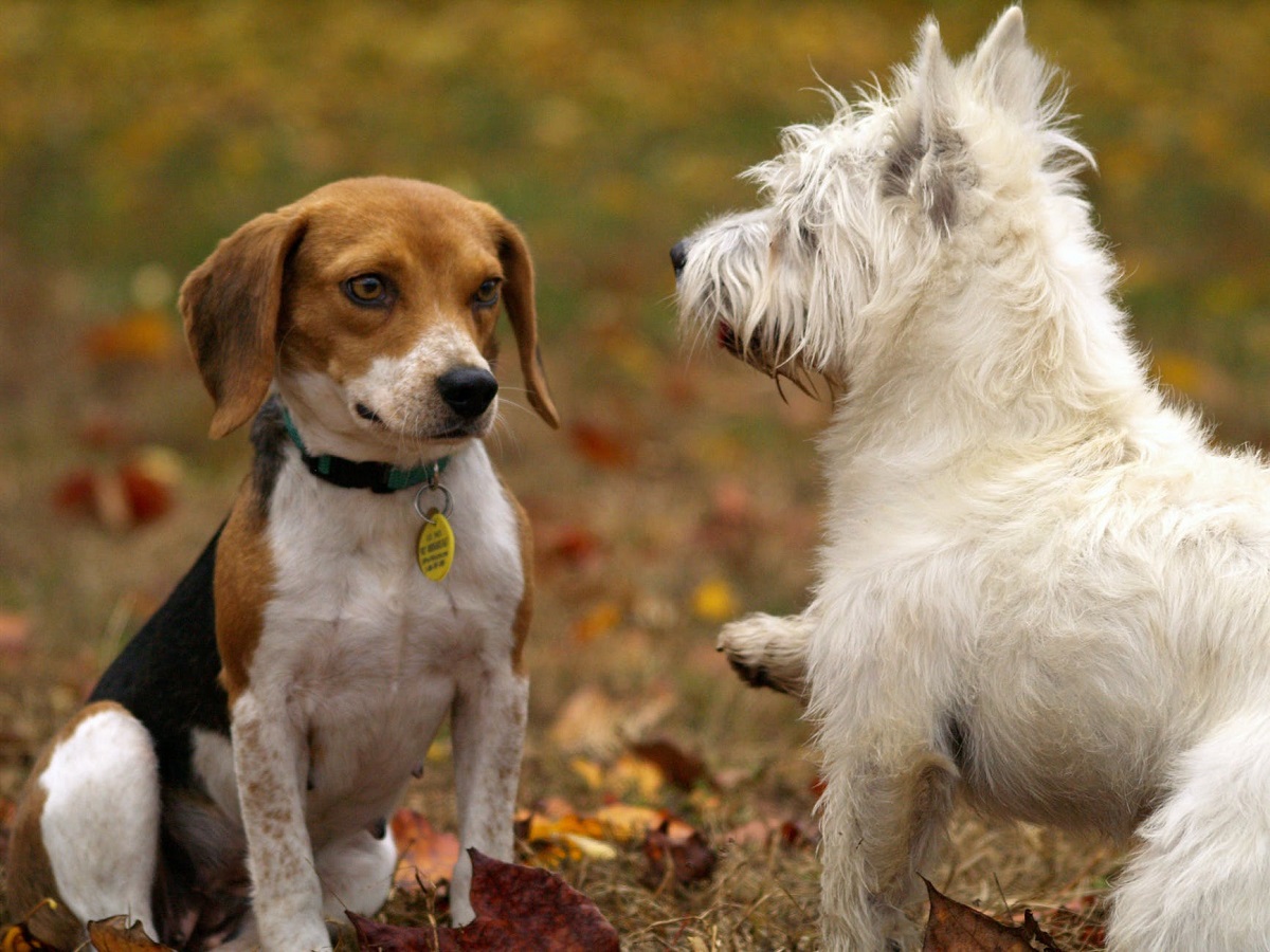 Cani-elaborano-lutto-1.jpg