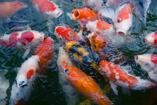 Scienza: i cinesi creano il primo pesce di acqua dolce senza spine