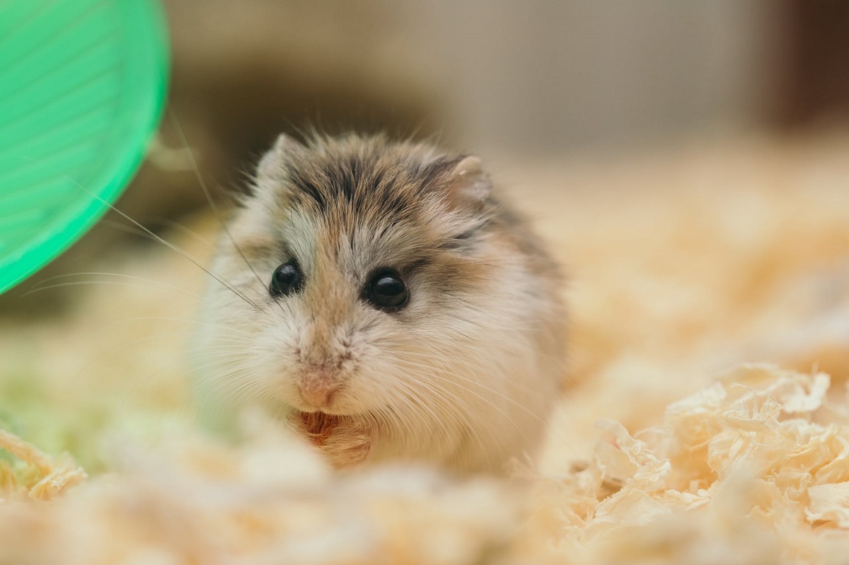 Nuovo antivirale efficace nel criceto